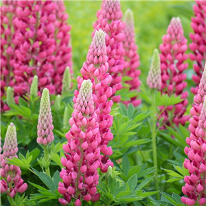 Lupin 'Gallery Rose'